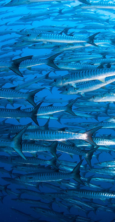 Pack of Barracudas